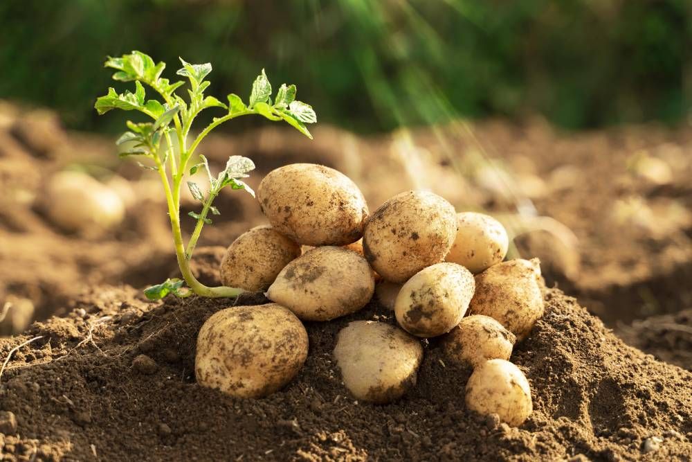 Farming Techniques