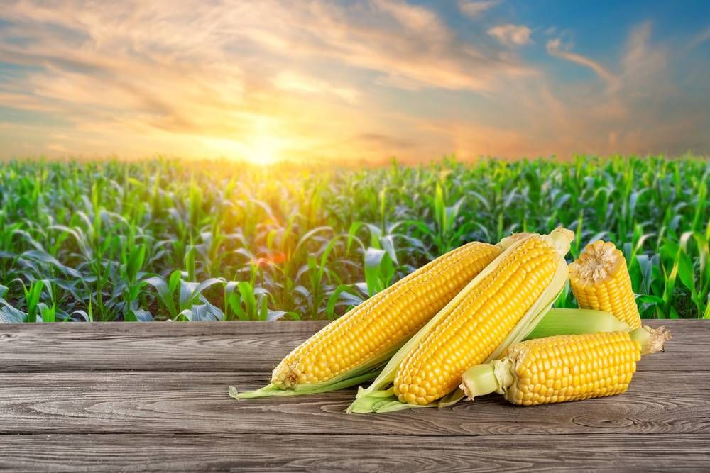 Farming Techniques