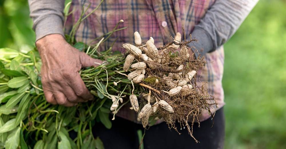 Farming Techniques