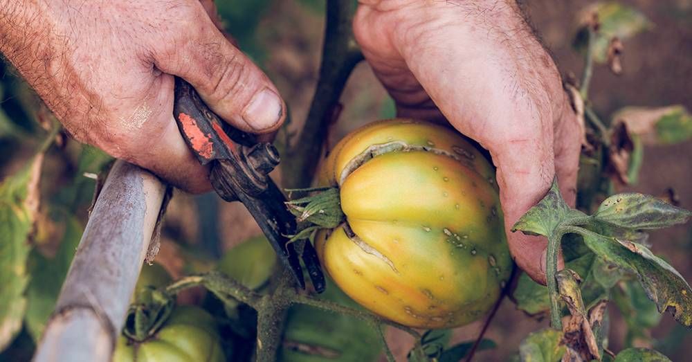 Farming Techniques