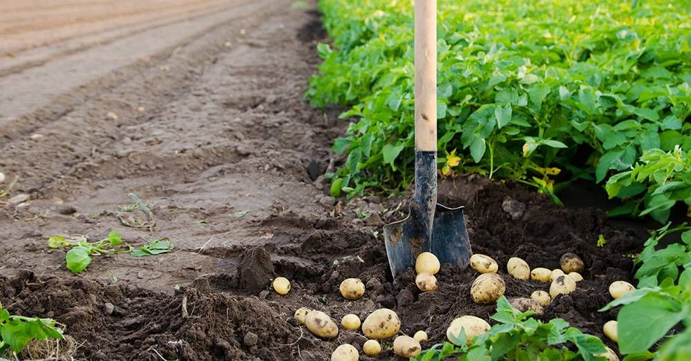 Farming Techniques