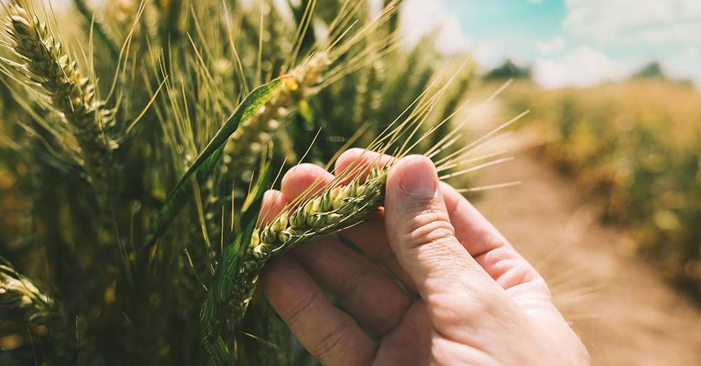 Farming Techniques